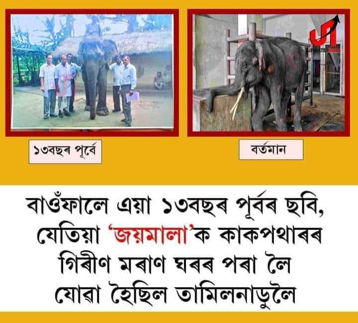 PrabinAgarwal1's tweet photo. #release_joymala
#save_joymala 
#savejoymala 
#joymala 
#জয়মালা 🐘
@narendramodi @PMOIndia @byadavbjp @mkstalin @himantabiswa @cmpatowary https://t.co/bJzkQnM9Y3
