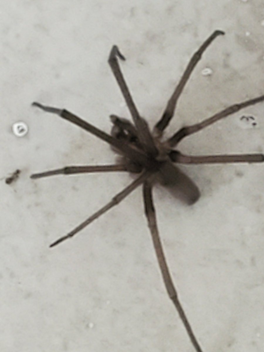 Crox44907158's tweet photo. @Arachno_Cosas Hola encontré esta araña muriendo en mi cocina, es una violinista? O kukulkania macho? 😣 gracias. Jocotepec,  Jalisco https://t.co/8SEvEEnAw3