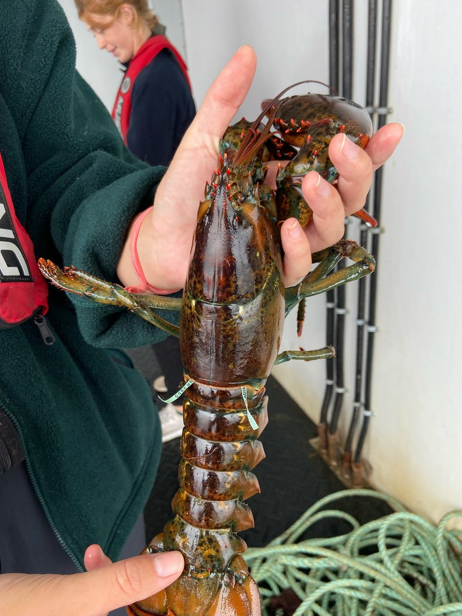 ACzenze's tweet photo. Last friday was quite an exciting day, we finally recaptured  one of our own lobster! This little guy was only tagged two weeks ago but still travelled quite a distance from where we first dropped him off ☺️ https://t.co/QQ92KGzukl