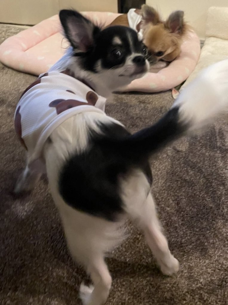 おはようございます🌸

今日も私たち
ご機嫌です💗
毎日一緒に遊んで
争って…
食べて寝るの
繰り返し💗

一番嫌な日は
ママのお仕事の日
週に2日は私たち
別々のハウスでのお留守

そのため
普段から決まった時間に
別々のハウスへと…

自由が好きなのに💗

素敵な一日を…

💗💗つばき＆かえで257💗