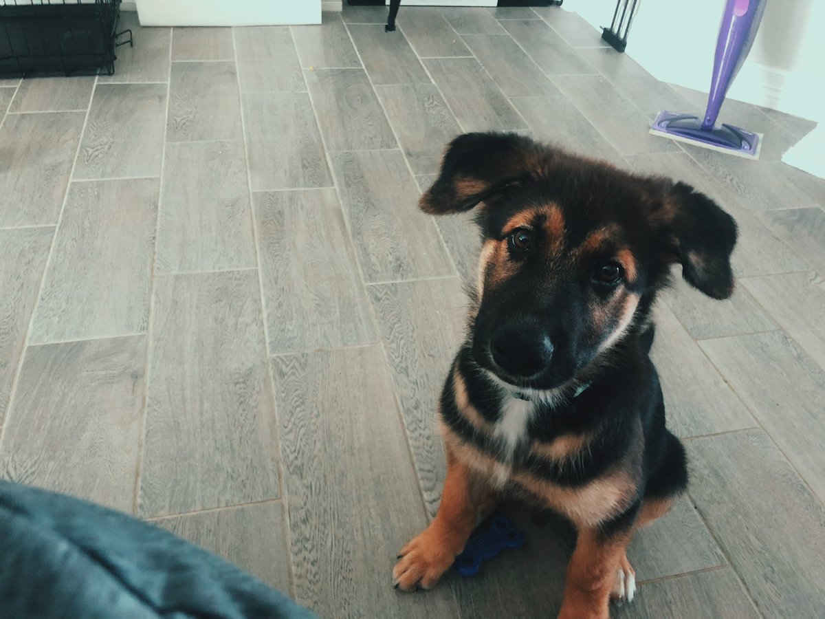 I wanted to introduce twitter to Knox- our 40 pound 5 month old puppy with severe separation anxiety and always wants to be held and cuddled. Also he will do anything for spray cheese