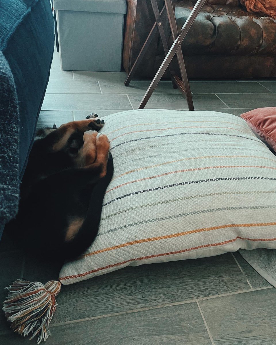 pairahslacks's tweet photo. I wanted to introduce twitter to Knox- our 40 pound 5 month old puppy with severe separation anxiety and always wants to be held and cuddled. Also he will do anything for spray cheese https://t.co/XBOYpx5TMg