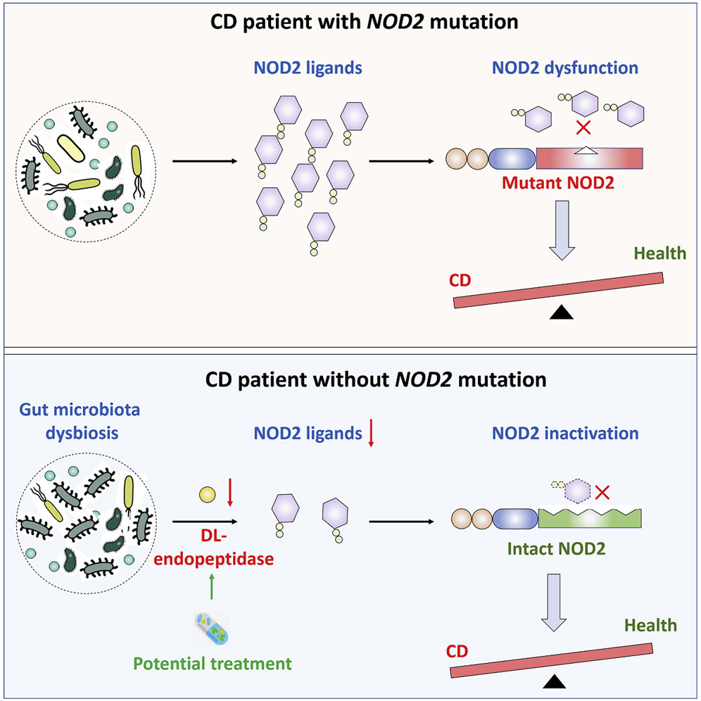 Microbiota generates NOD2 ligands to impact #colitis. Firmicutes-derived DL-endopeptidase is depleted in CD patients. #Microbiota w/low DL-endopeptidase activity increases colitis in mice. Restoring DL-endopeptidase exerts anti-colitis effects via NOD2 cell.com/cell-host-micr…