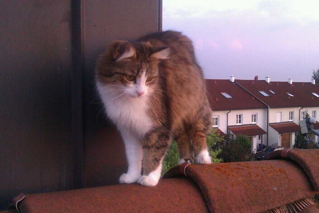 Dekostein mit Katzenohren 💚 tweet media