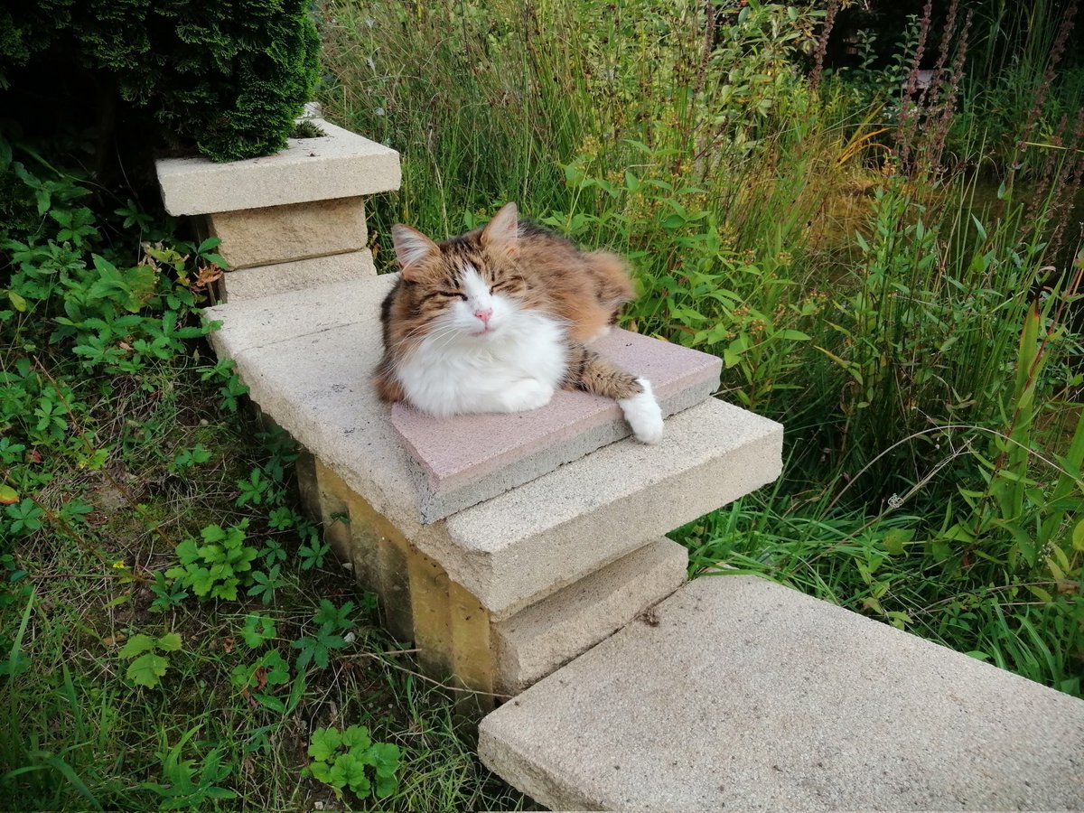 Dekostein mit Katzenohren 💚 tweet media