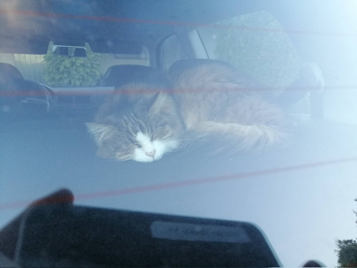 Dekostein mit Katzenohren 💚 tweet media