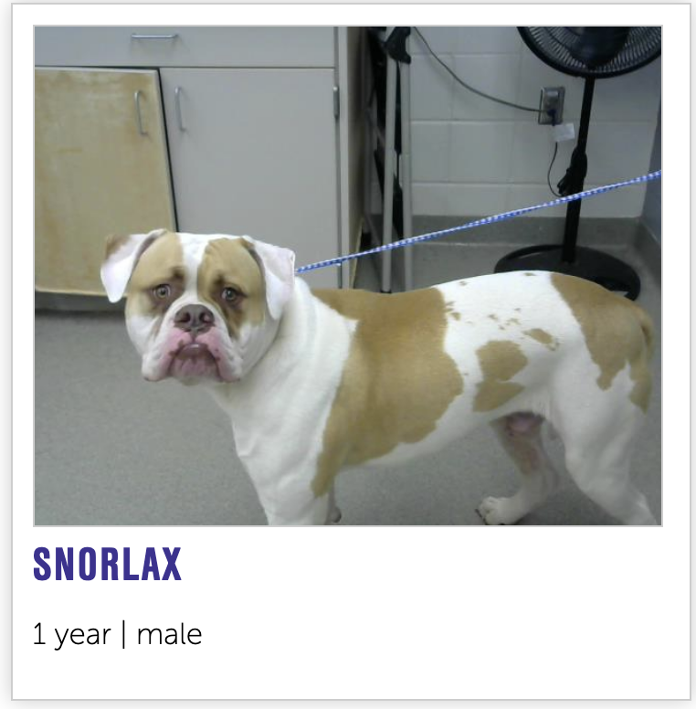 NEHumaneSociety's tweet photo. a poké flute is required to adopt snorlax https://t.co/OtifHOt6Jq