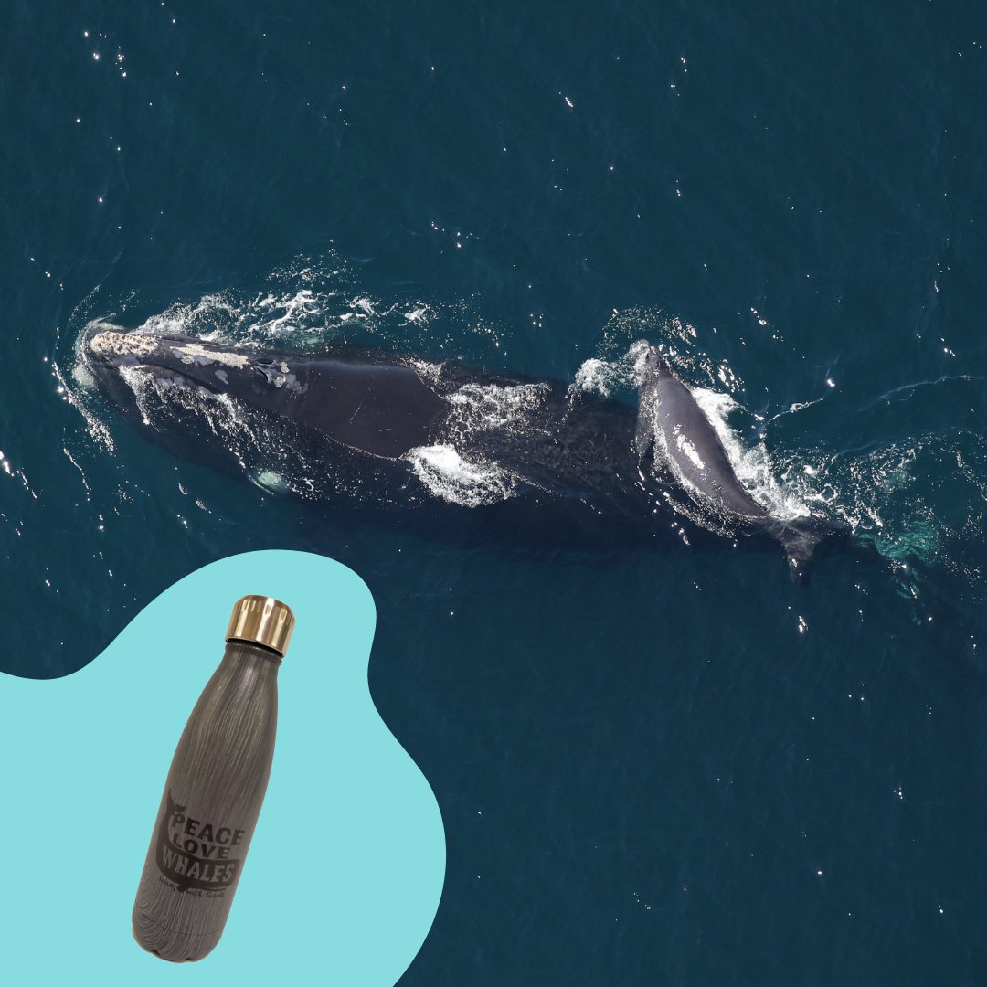 MLRProject's tweet image. Help protect the endangered right whale with our sustainable water bottles! Whale, what are you waiting for? store.marineliferescueproject.org/product/peace-…

Photos taken under NOAA permit #20556-01.
