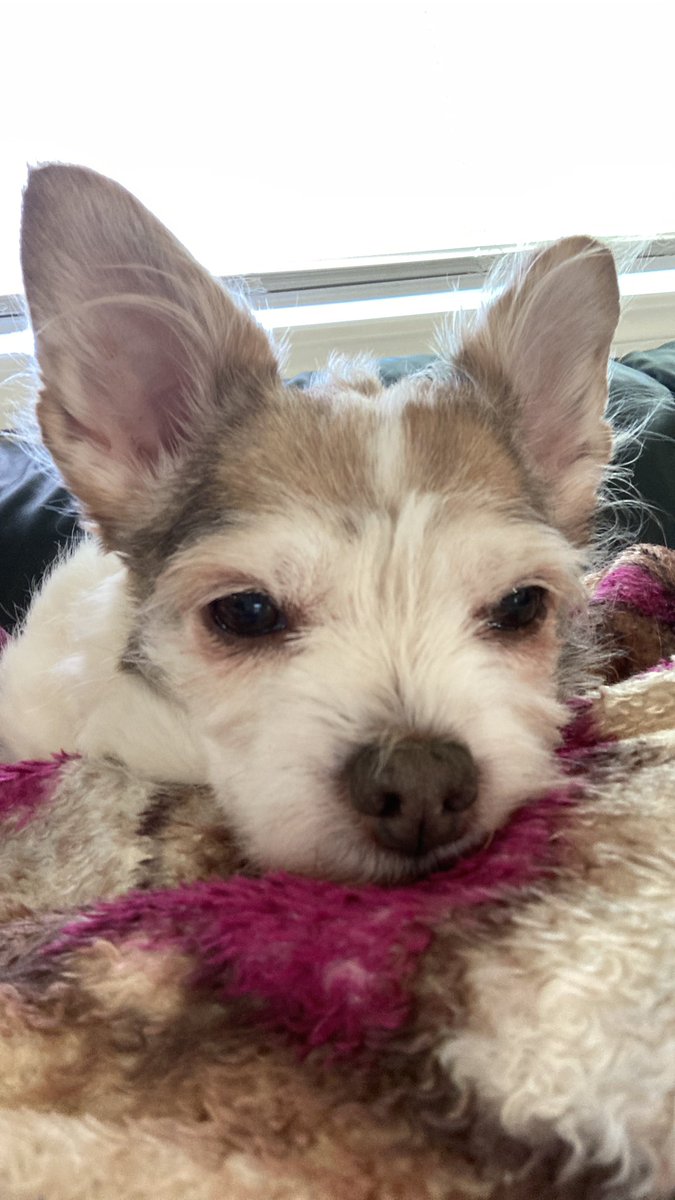 Chica the chihuahua and crew tweet media