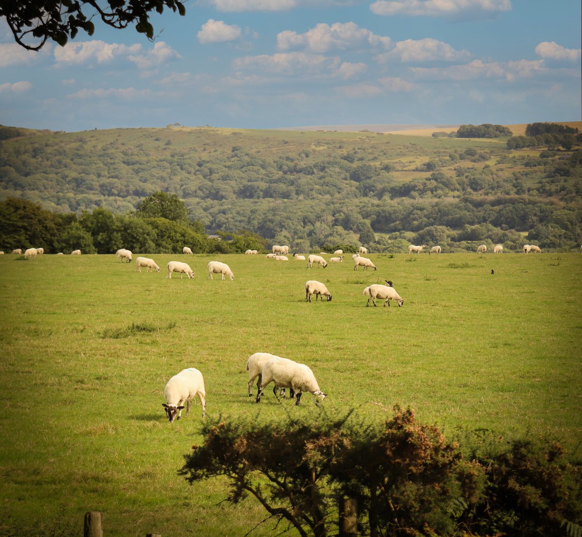 manorashbury's tweet photo. The View 🐑

The sight  from our Moorview field! Devons beauty at your fingertips 💙

#devon #beauty #view #sheep #devonbreaks https://t.co/1tenYjU5Ek