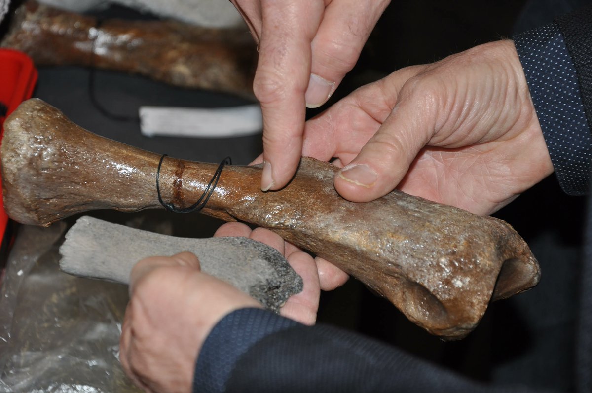 Natuurvondst gedaan? Kom langs in Het Natuurhistorisch! Woensdag 7 september om 14.30 uur is het maandelijkse Natuurspreekuur. Meer informatie: hetnatuurhistorisch.nl/bezoek/activit…