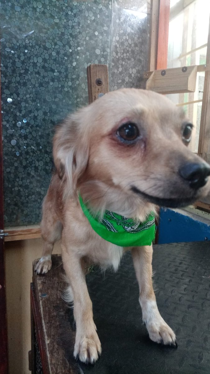 Chamaco sigue esperando un hogar, es muy sensible y noble,convive con otros perros, 3 años , talla chica, con protocolo completo #rt #cdmx #adoptaNoCompres wats 5548724347