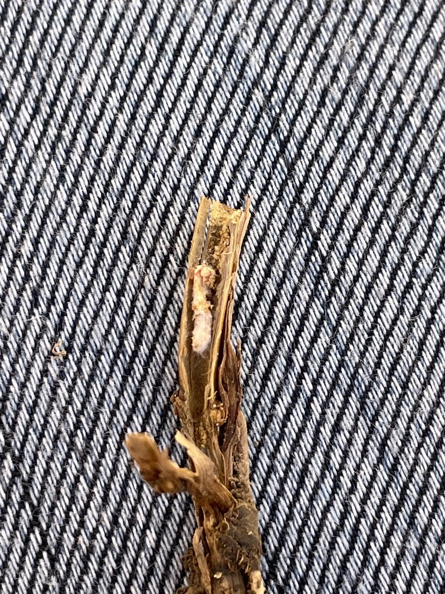 Wondering what might have happened to the one sawfly larva <a href="/TylerWist1/">Tyler Wist</a> <a href="/dr_tansey/">Dr. James Tansey</a> ?