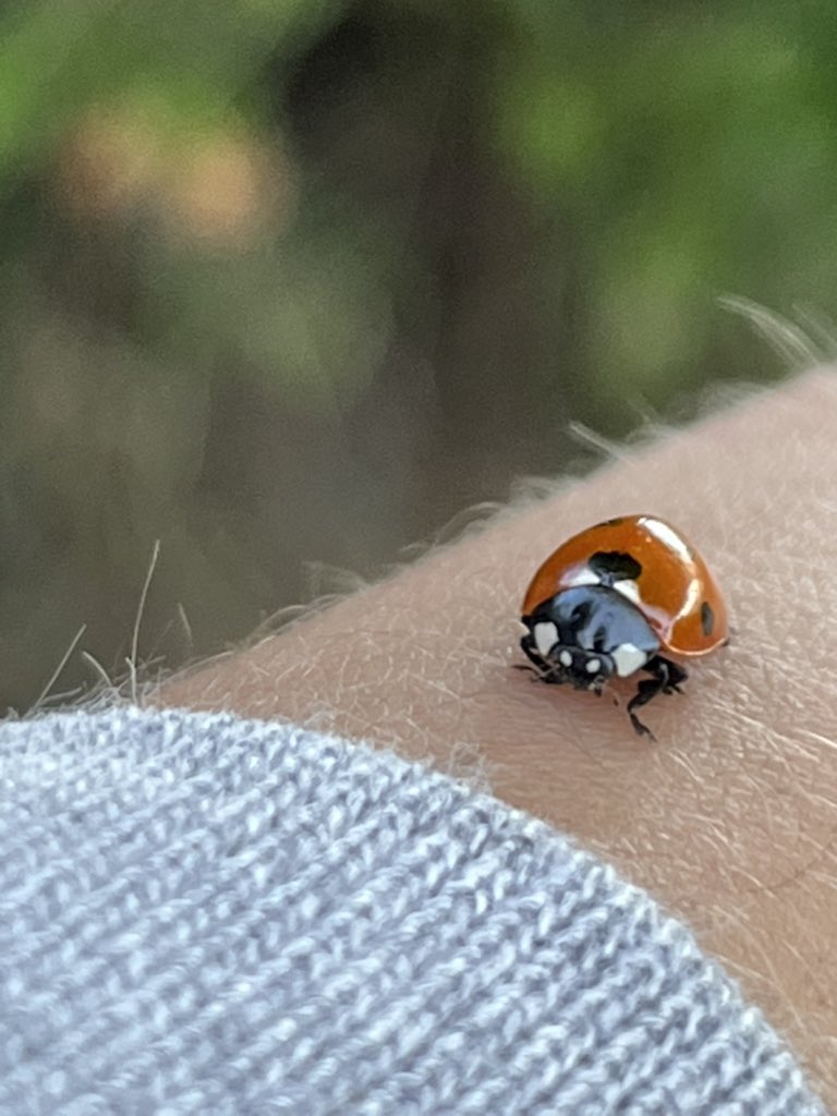 dollydigital's tweet photo. First Ladybird of the year spotted. #COYR #PlotLife https://t.co/yDf1tMjNk0
