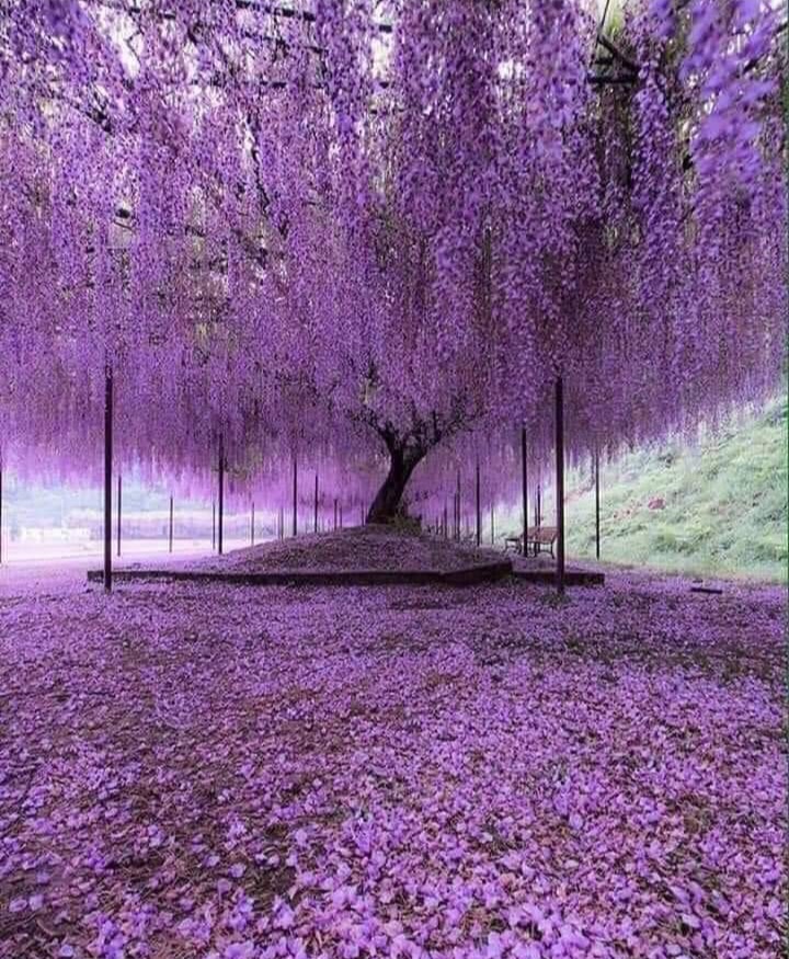 200 year old Wisteria tree in Japan