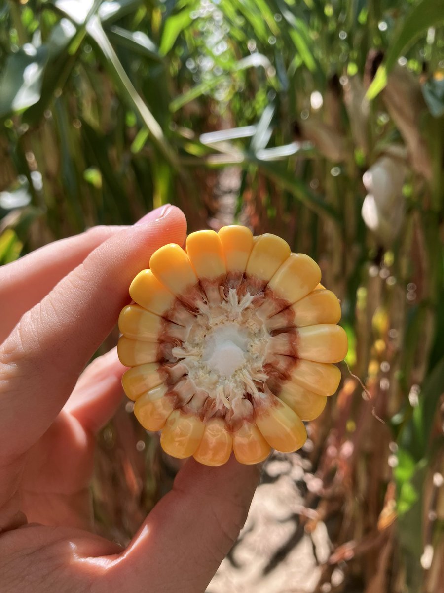 Defensive soil zones are evident in WC IL and NE MO. Kernel depth, soybean seeds and seed size are decreasing fast in these zones. Good reminder of why zone sampling > grid sampling.