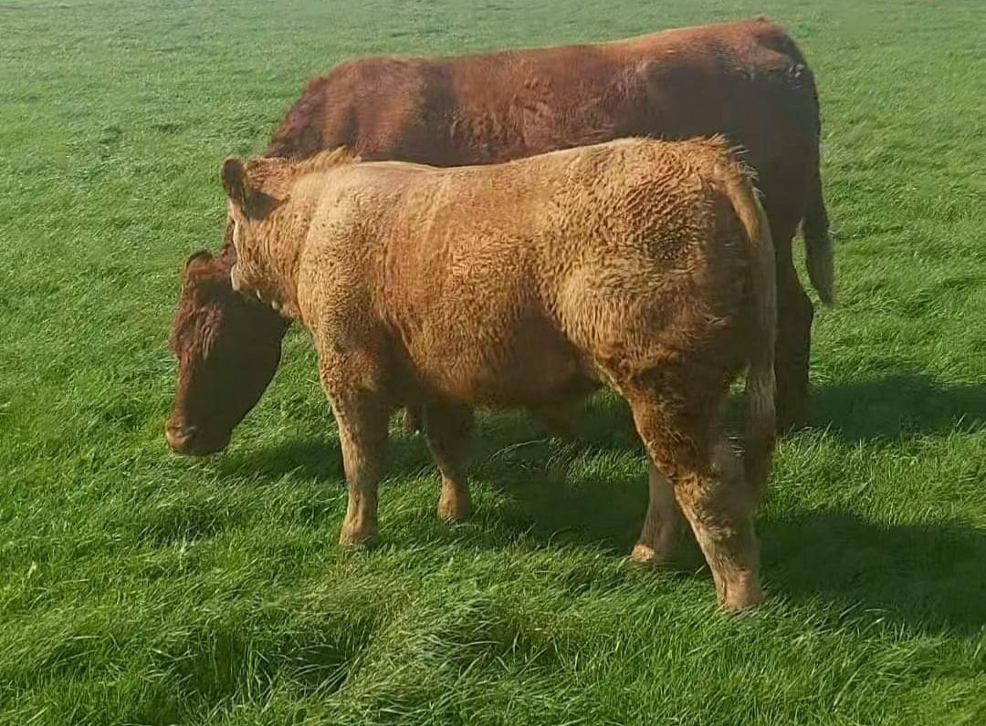 BullBank Seamus Nagle tweet media