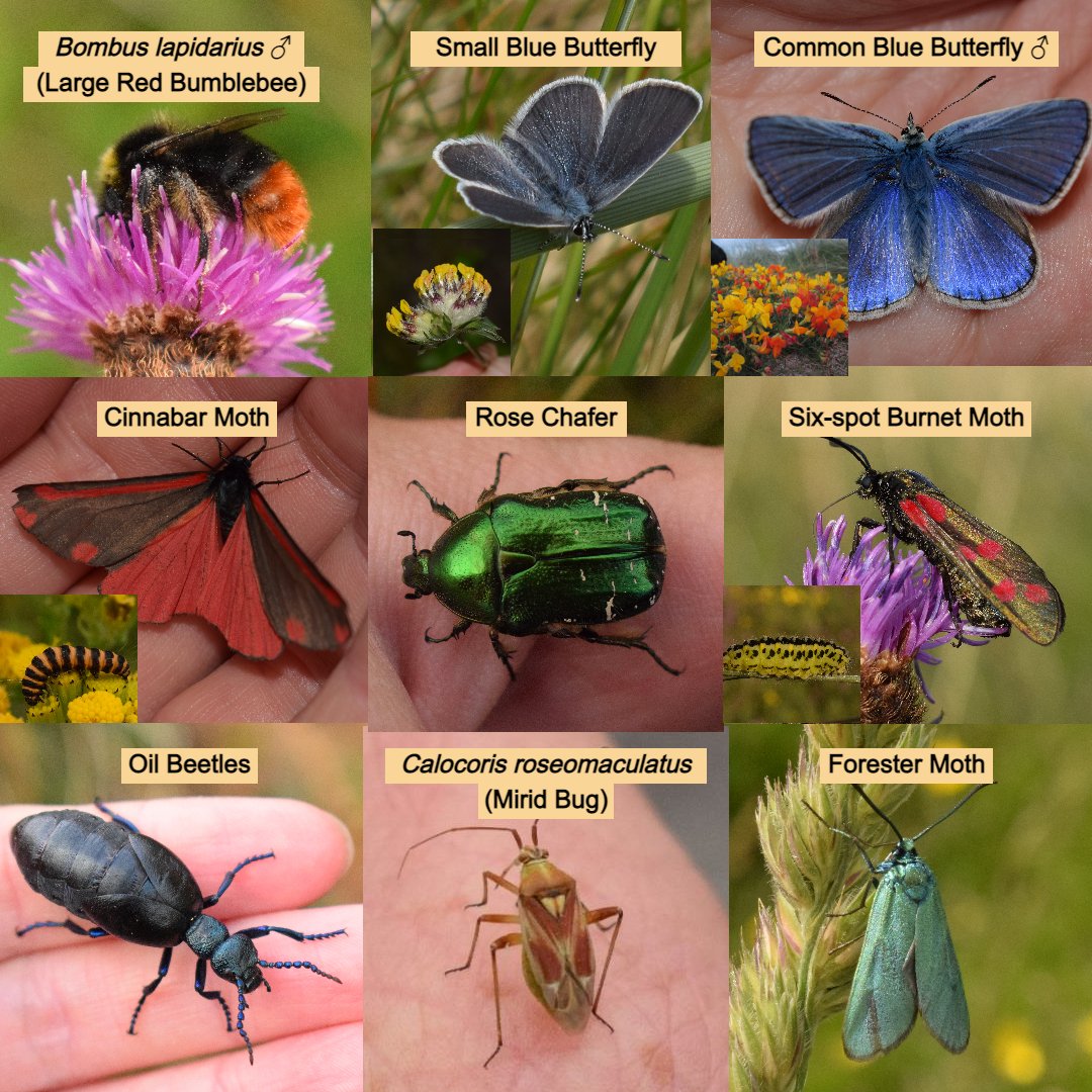 🌼🦋Nothing more I like celebrating than insects, plants & nice habitats. If you are in a good Calc/Species-rich grassland, here are some of the fabulous insects you might come across that are dependent on plants that grow in these habs.🐞🐝#GreatIrishGrasslands #GrasslandInsects