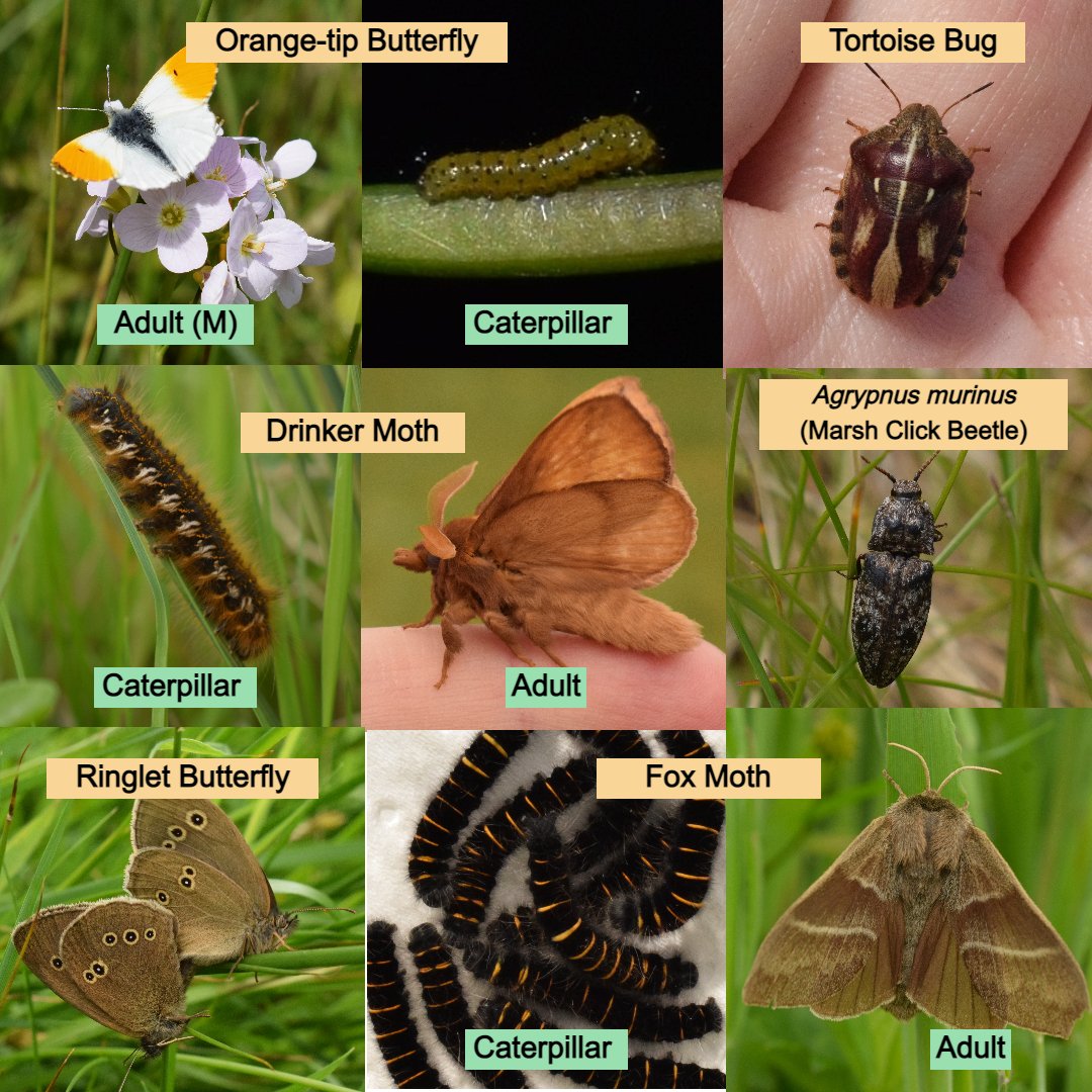 🌻🐞A bit late to the party, but nothing more I like celebrating than insects, plants & nice habitats. If you are in nice wet grassland, here are some of the fabulous insects you might come across, that are dependent on these habs. 🪲🐝🌼
#GreatIrishGrasslands #GrasslandInsects