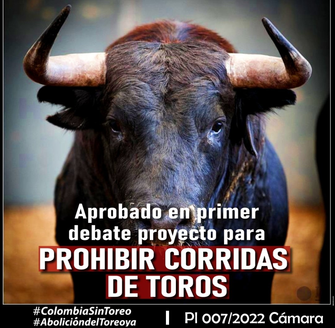 PlataformaALTO's tweet photo. ¡Atención! Aprobado de forma unánime en primer debate el Proyecto para PROHIBIR las CORRIDAS DE TOROS en Colombia.
¡Gracias a los Representantes de la Comisión I de la Cámara por su respaldo!
 #Colombiasintoreo🐎❤️🐂 https://t.co/WbcLFUDqNp