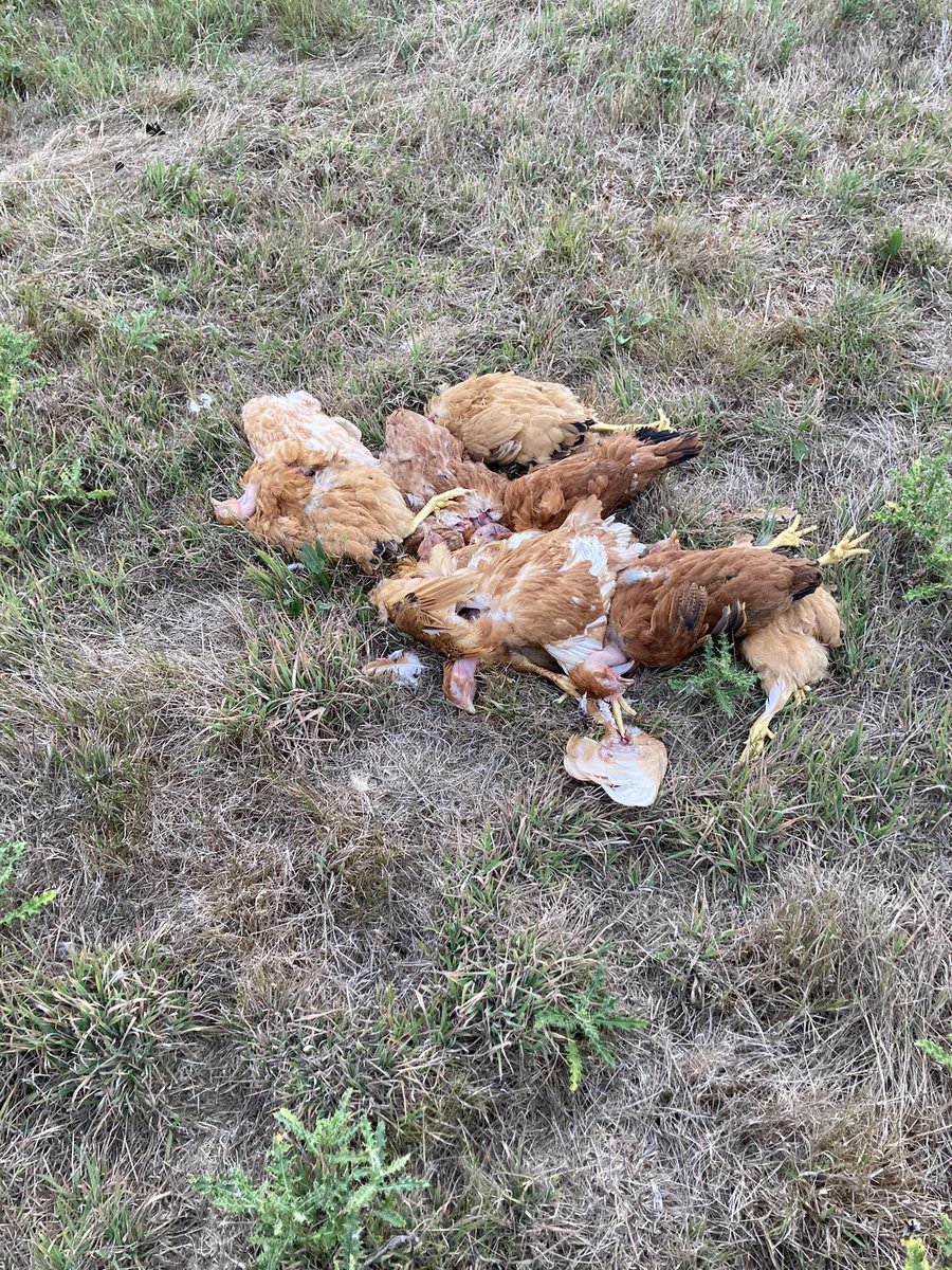 Que les anti chasses ne viennent plus me dire que les renards sont mignons …