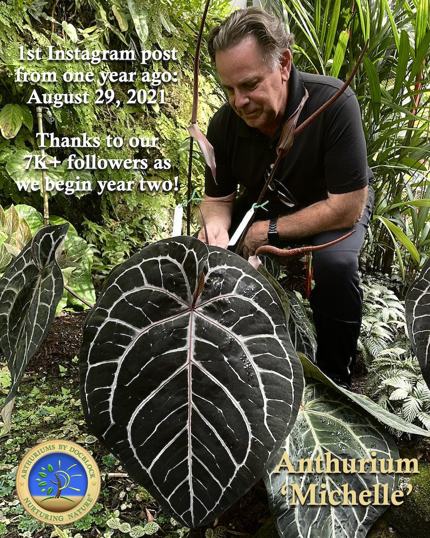nurturingnat1's tweet photo. I want to thank everyone for your kind comments on our posts this past year. I particularly thank my wife... "The Real Michelle" for her loving support makes all our breeding projects possible!😘
#anthuriums #tropicalplants #plants #aroids #Cultivate22 #greeenthumb https://t.co/1JnwZ1tHmw
