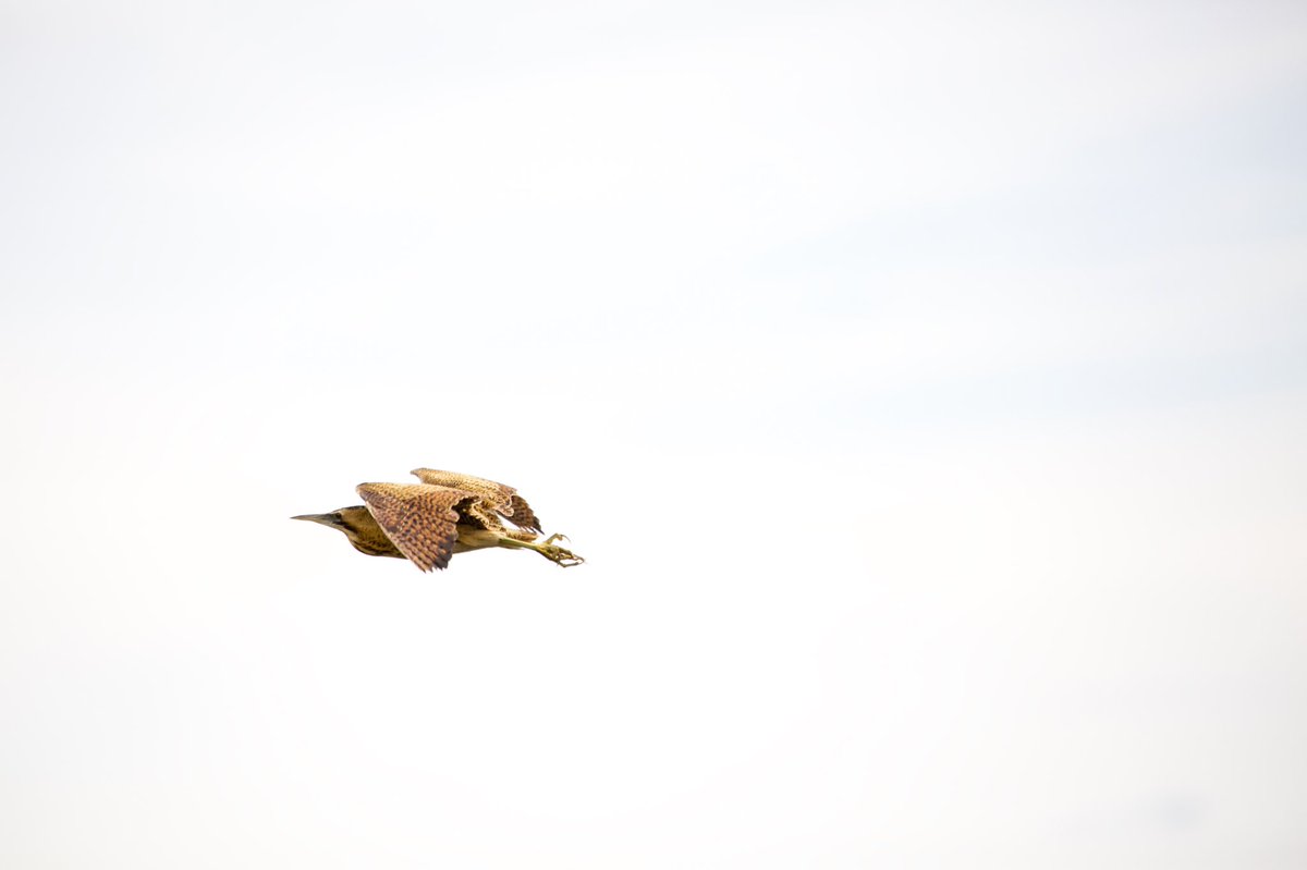 Bittern in flight #bittern #hamwall #rspbhamwall #birdwatching #nature