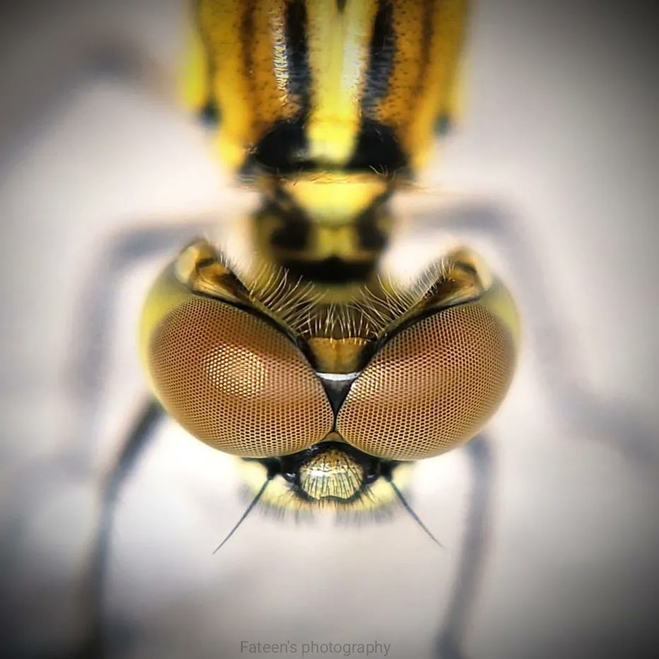 Capture_nature_'s tweet photo. @TKA_Photos Dragonfly 🤭 https://t.co/EfAtD2E6Ww