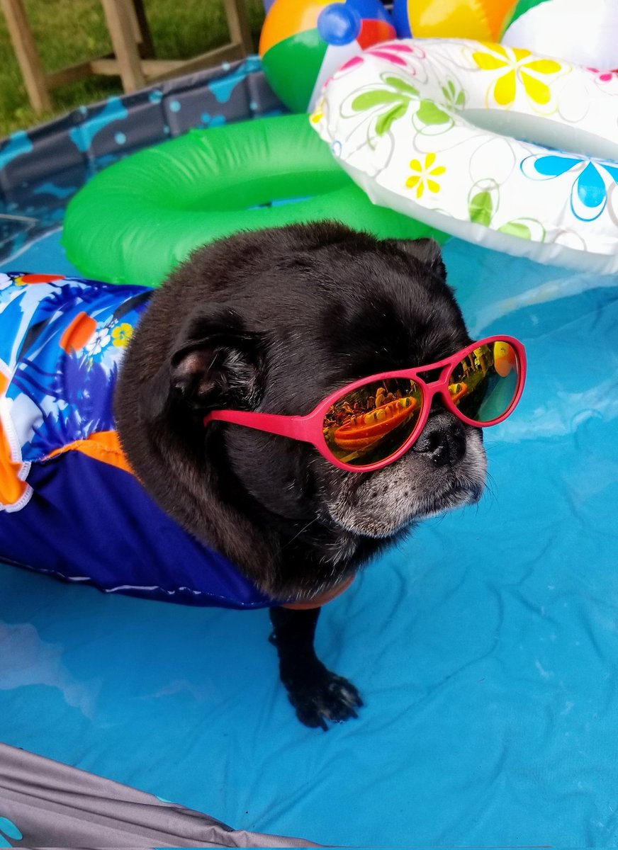 MisterPemberto1's tweet photo. Its #HumpDay peepsππ I see the weekend from here ππ€©finish strong πͺππ #HumpDayVibes #HumpDayMotivation #Wednesdayvibe #WednesdayMotivation #pug #puglife #pugs #pugsoftwitter #dogsoftwitter #tripawd https://t.co/E6hP8EUluD