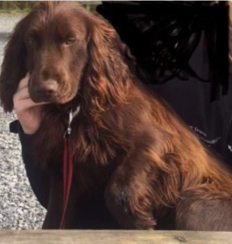 bs2510's tweet photo. CHARLIE #SpanielHour

Male #CockerSpaniel Adult Brown Microchipped

#Missing 04 May 2022 from the #Threemilehouse/ #Aghabog area #Monaghan Ireland #EIRE
Last sighted in #Corcaghan area
*Missing with Jack*

https://t.co/KWZmWZLy5L https://t.co/pU35UmbH0O