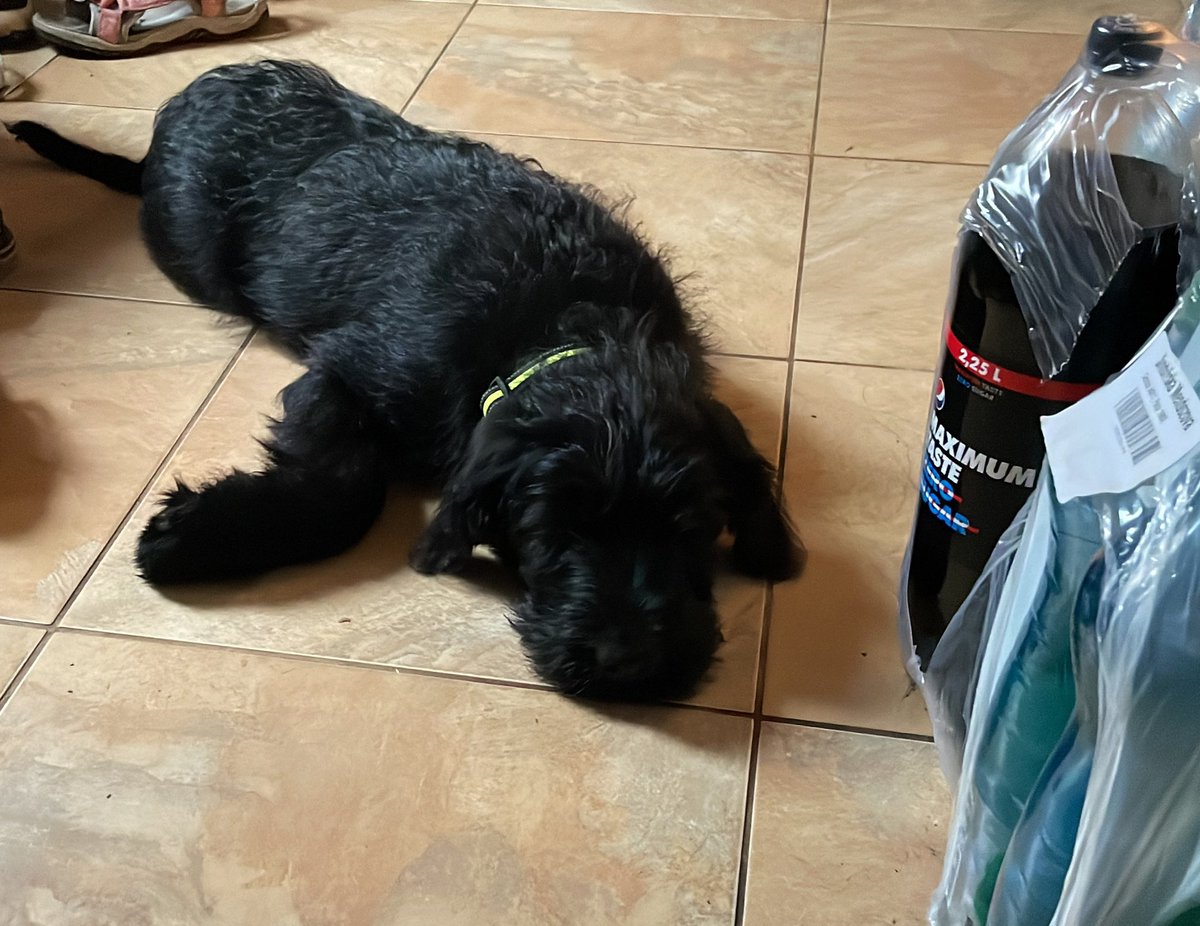 KnihyProDeti's tweet photo. Odpadlík poprocházkový… #pes #dog #velkyknirac #giantschnauzer #riesenschnauzer #poprochazce #afterwalk #odpadlik #mundomendozova https://t.co/HYvqJSMG4H