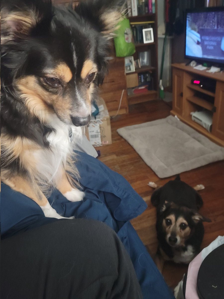 AntoniaC79's tweet photo. @AyannaPressley My pups, watching me eat! 🥰 https://t.co/9s3EuFLn73