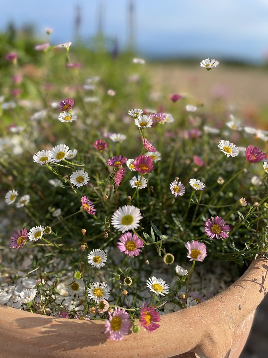 ShellEarth's tweet image. My favourite addition to the garden this year. #erigeron #fleabane #gardening #garden