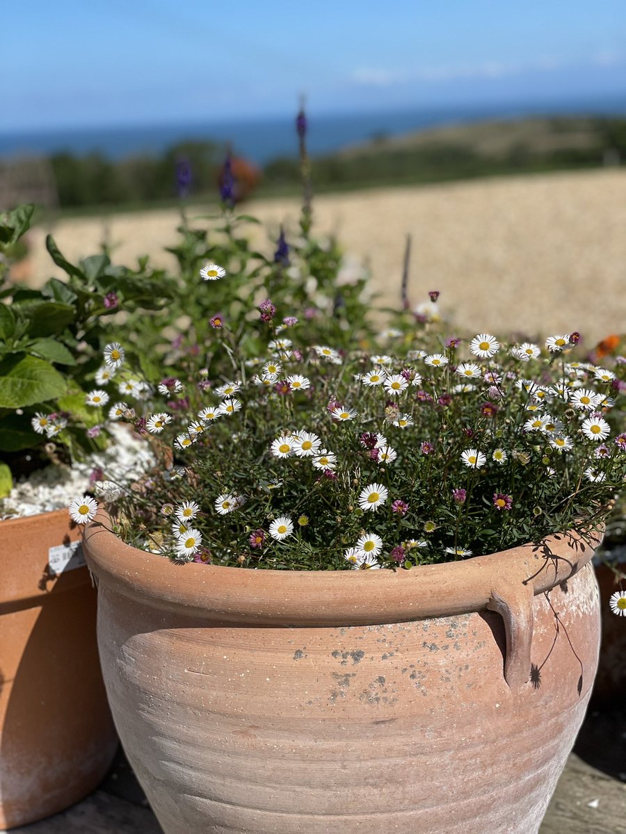 ShellEarth's tweet image. My favourite addition to the garden this year. #erigeron #fleabane #gardening #garden