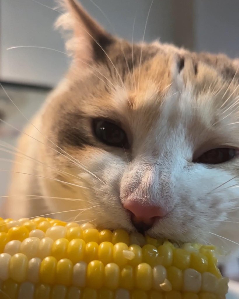 fatfatpankocat's tweet photo. Corn https://t.co/gdkfJsDq6S
