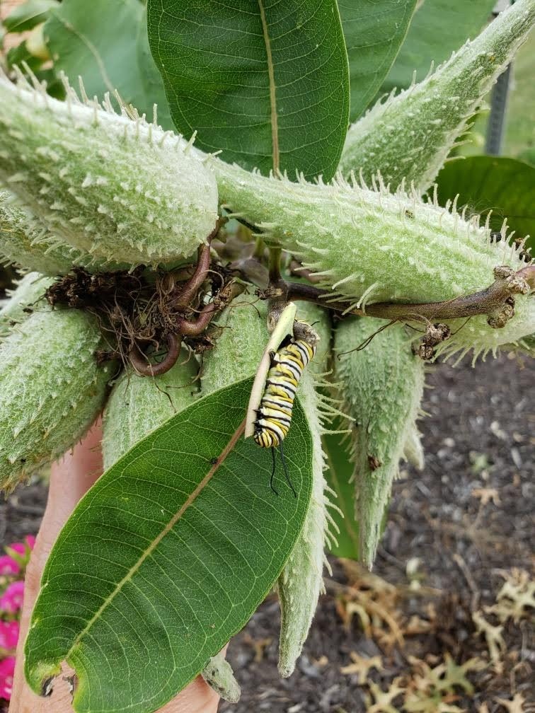 Our third graders are so proud of the pollination garden they planted last year. Our first potential monarch. #bssdproud #mountrockengaged