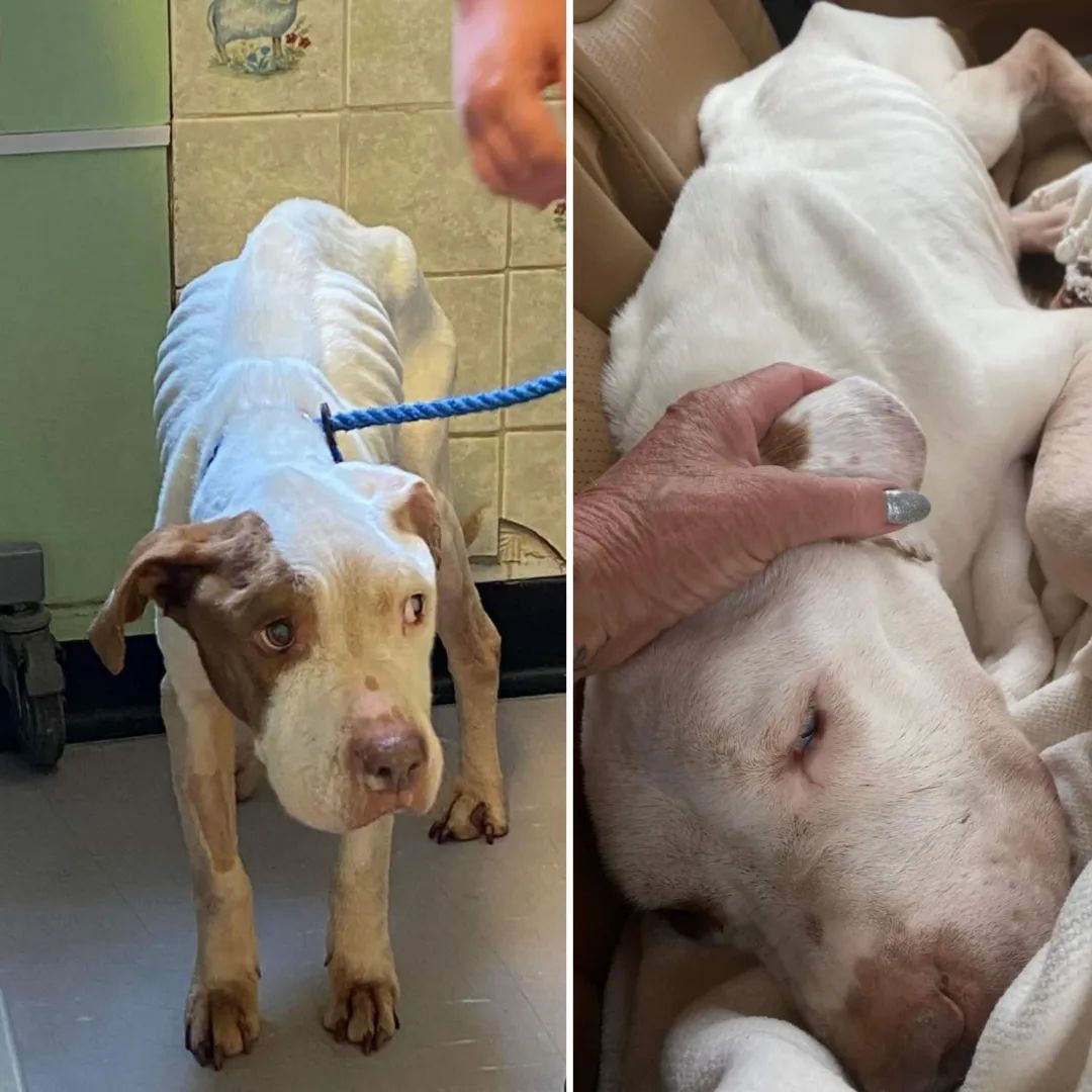 Emaciated, breeding machine, dumped to die. She is safe with Valgrays Rescue but her story needs to be told.  National Newspapers please.