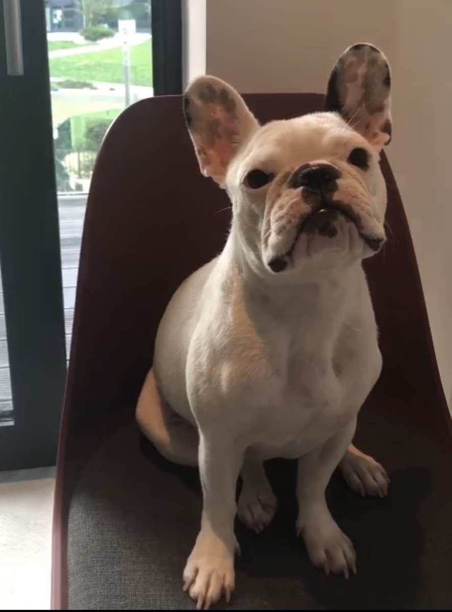 DeonCoetzee18's tweet photo. Those ears. 🥰 https://t.co/AnyXNmEmzV