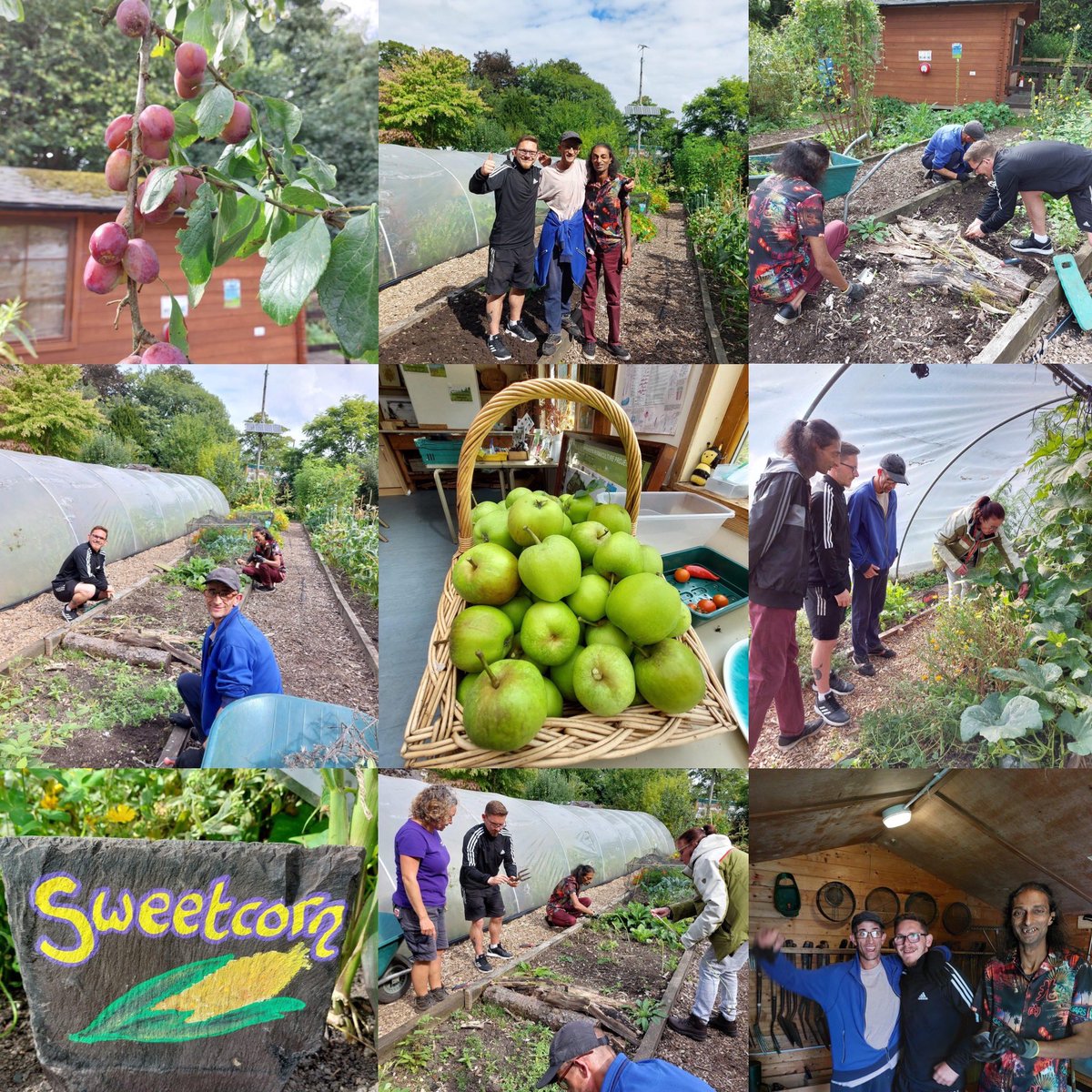 Residents enjoying their volunteering at <a href="/offshootsPP/">Offshoots Burnley</a> 🍏🦋🌿 
#outdoors 
#givingback
#newskills