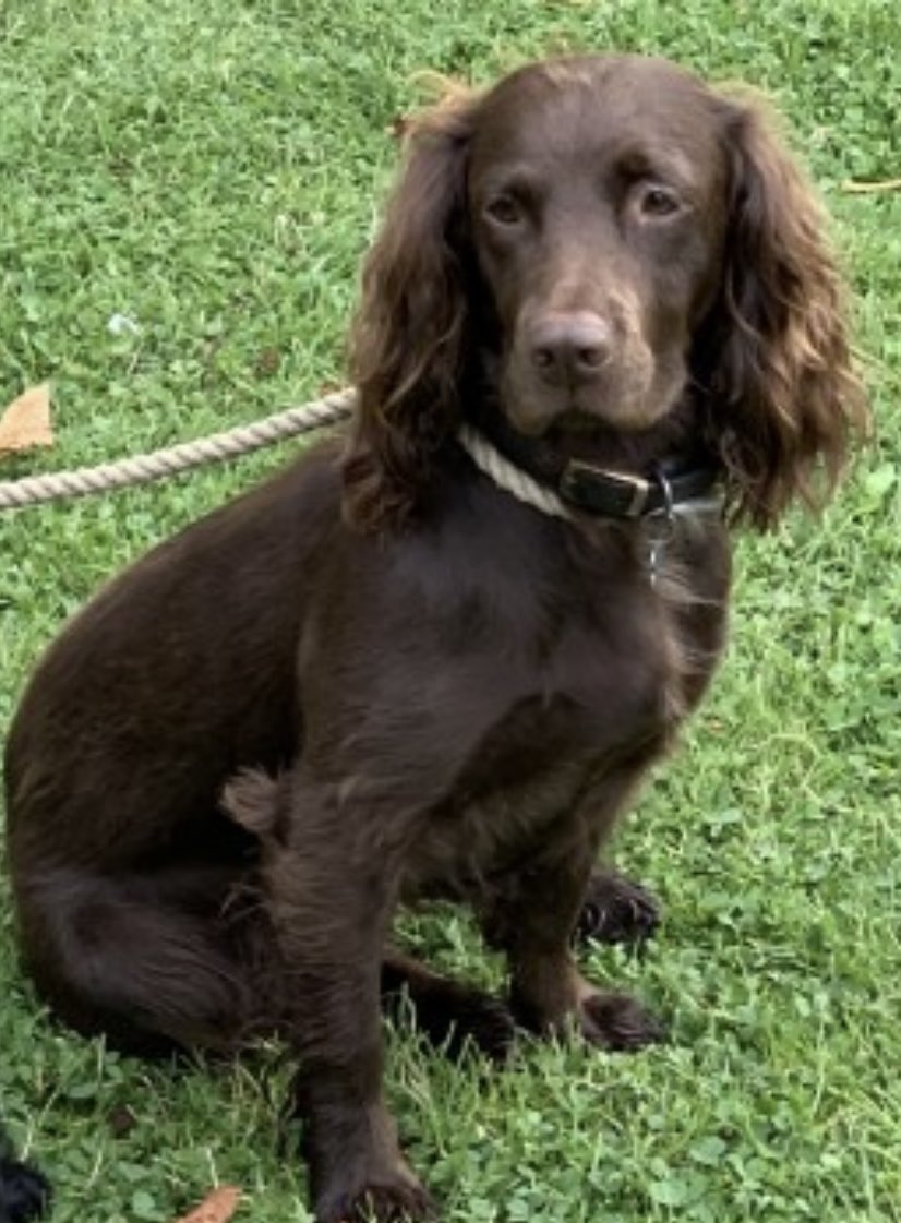 #SpanielHour 

BRAMBLE brown/small white bib / docked tail 
adult #Sprocker 
SO VERY MUCH LOVED 

8/9/21 MATTERLEY ESTATE 
#Winchester #SO24 

doglost.co.uk/dog-blog.php?d…

@suzanne30651370 @EmmaSearchForD1 @DogsofTooting @bs2510 @TinaTowers3 @4ourdogs @BlueFrenchie1 @BitofDecorum