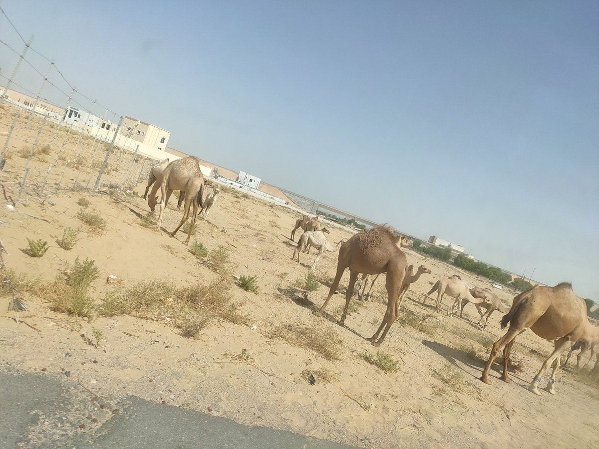 Maritokon's tweet photo. This is my daily view since i moved to stay in dubai... https://t.co/hYRCb1jtI8