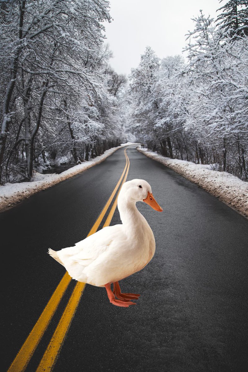 Albert14NFT's tweet photo. Da winter duck 🥶❄️🦆

#NFTs 
#NFTCommunity https://t.co/VziOj279Kg