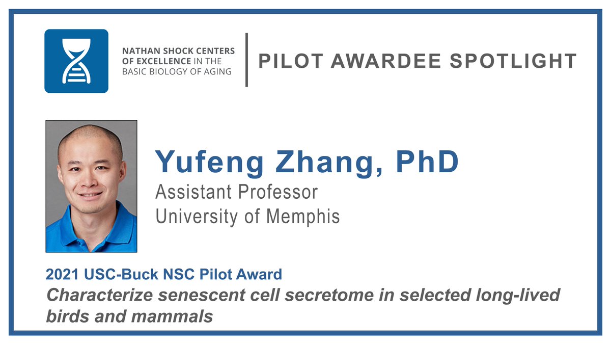 We are excited to highlight 2021 USC-Buck NSC Pilot Awardee <a href="/YufengZhang7/">Yufeng Zhang</a>. Read his NSC Pilot Awardee Spotlight here: bit.ly/3TsYC99. #AgingResearch <a href="/BuckInstitute/">Buck Institute</a> <a href="/USCLeonardDavis/">USC Leonard Davis School of Gerontology</a>