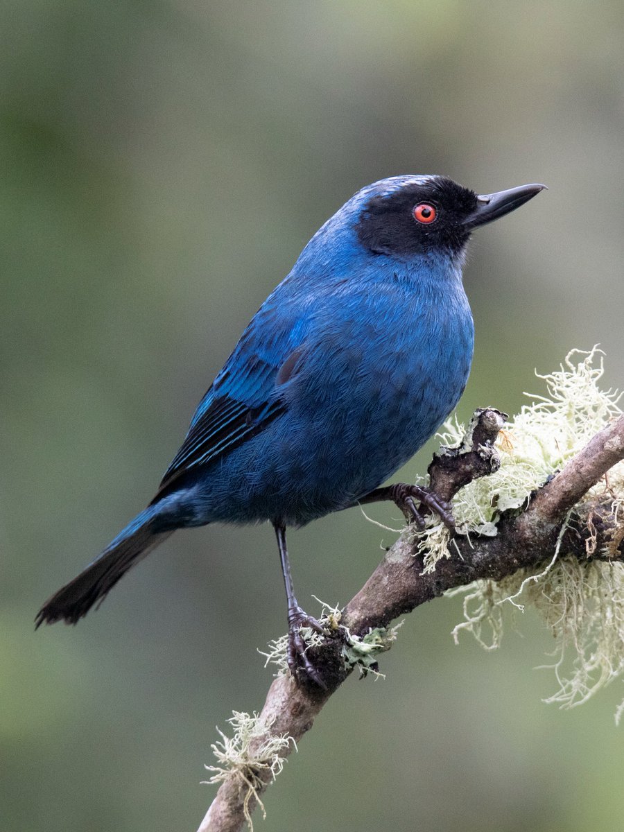 birdwatchingcol's tweet photo. Did you know they call me the Masked Flowerpiecer? So I camouflo very well among forests and Andean thickets, my diet is made up of nectar and wild fruits.๐ซ๐พ
โ Check our set departure https://t.co/a64oSv44VF #TweetWatching #BirdWatching https://t.co/05VbVtE8ef