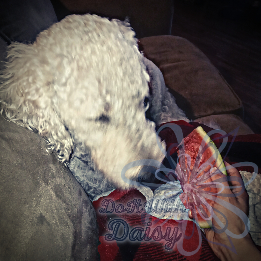daisydoesdoga's tweet photo. Waffles can't wait to dig into all the tasty snacks I have planned for our new series starting September 5th😍🐶😋💕💕
#newcookingshows #cookingfordogs #labradoodlelife https://t.co/OAQxWaPC99