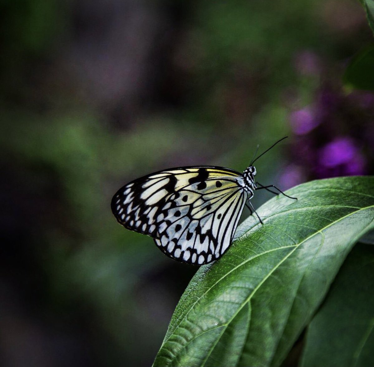 dilekyasar__'s tweet photo. Tırtılın dünyanın sonu dediğine ustası kelebek dermiş...
Richard Bach. 

What the caterpillar calls the end of the world, the master calls a butterfly.      

#NaturePhotography #butterfly #nature #feelingblessed https://t.co/cDHJsVrpD1