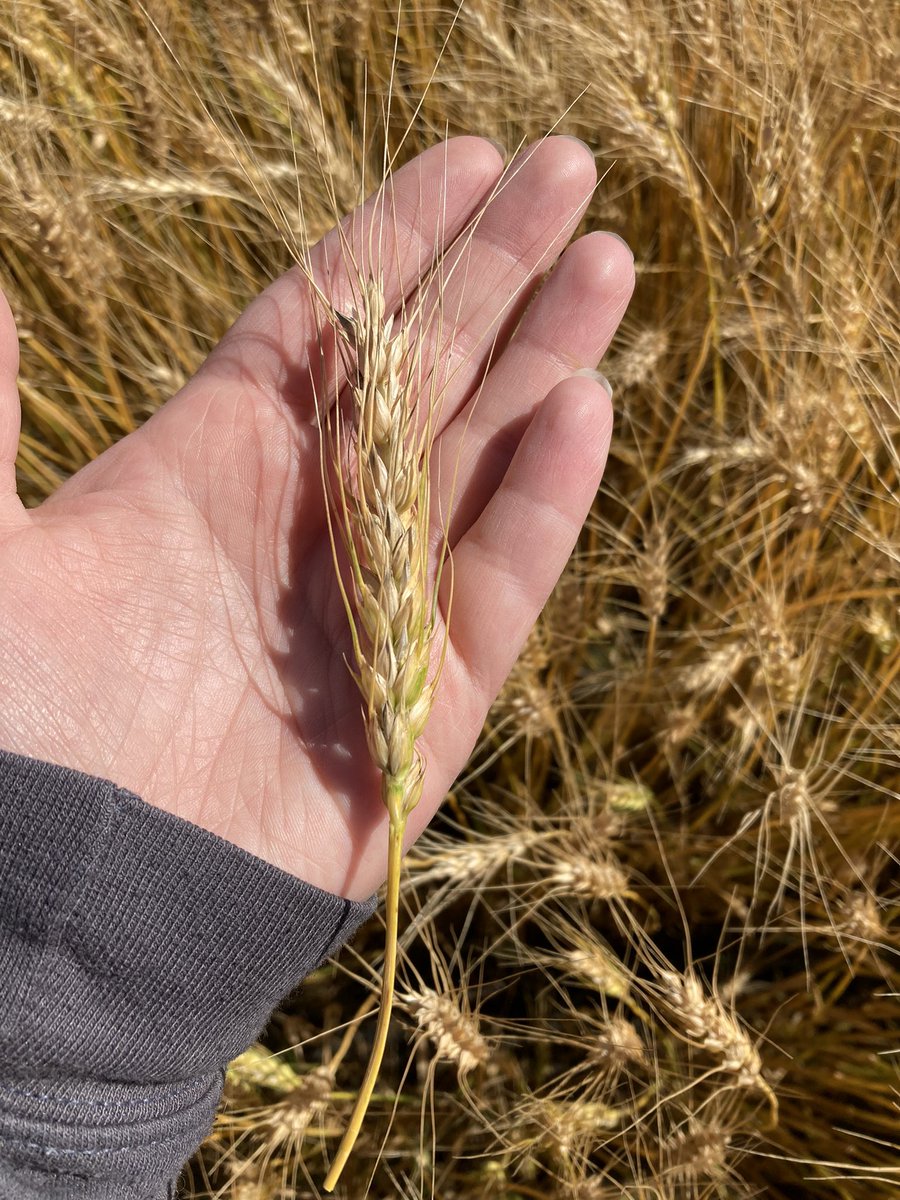 Heads on the Leroy wheat looking 👌🏻
