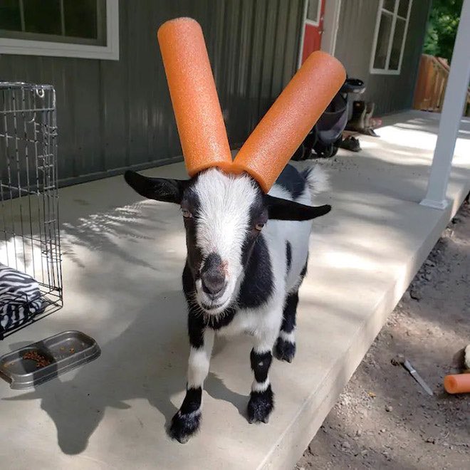 Today I learned that aggressive goats have to wear pool noodles and it feels like information I should share