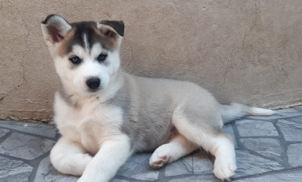 ginga_cc's tweet image. Welcome to the newest member of the GINGA team.
Taking on the role 'Head of Swag'..
Siberian Husky pup,
💞Akira💞

#crypto #blockchain #indieartists #ginga
