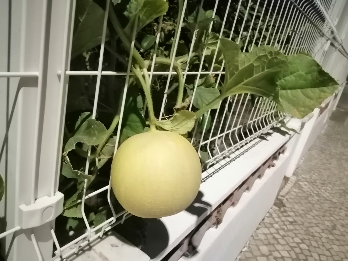 CarlosH85430696's tweet photo. Meloa quase madura pronta a ser furtada #meloa #melon https://t.co/dd0dfdbDnM